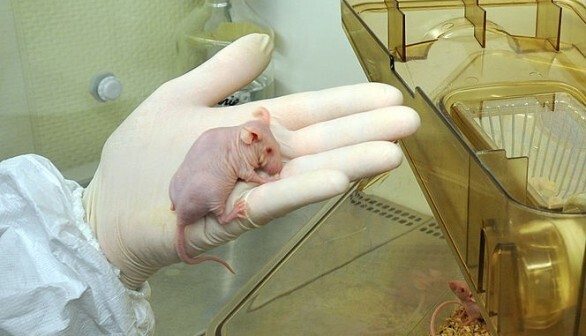 Оленьи рога, выращенные у лабораторных мышей в поисках регенеративной медицины — Китай