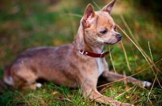 5 пород собак подходящих для путешествий