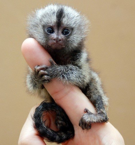 Пальцевые обезьяны , хорошие домашние животные.