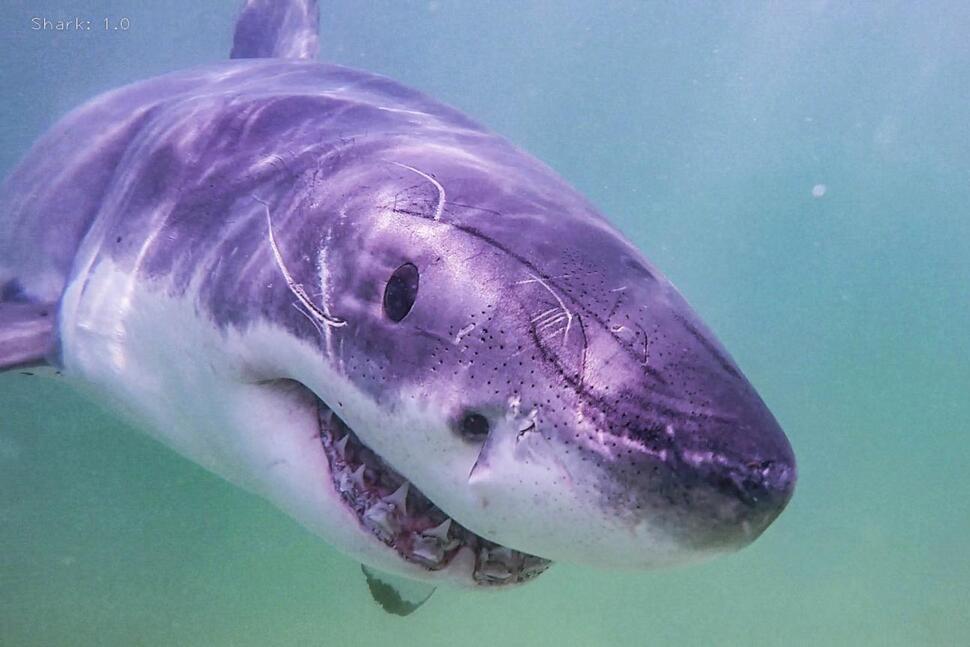 Ученые зарегистрировали 55 особей белых акул в водах Кейп-Кода