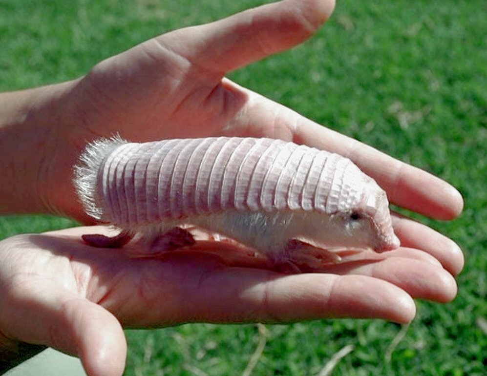 Шокирующих фактов о животных, о существовании которых вы даже не подозревали !