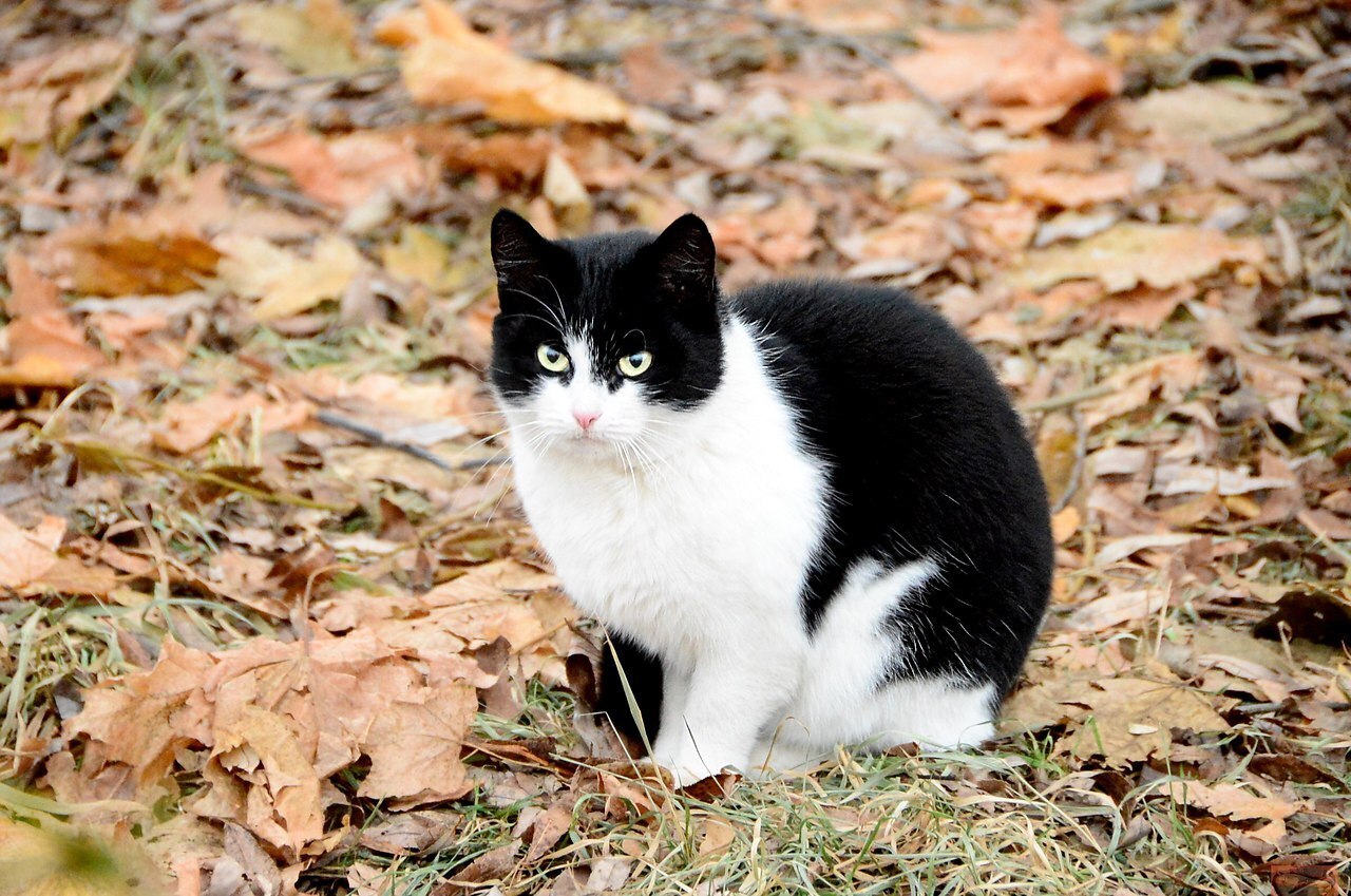 Кошки дворняжки