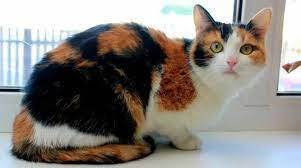 Правда, что среди животных есть пушистые лекари?