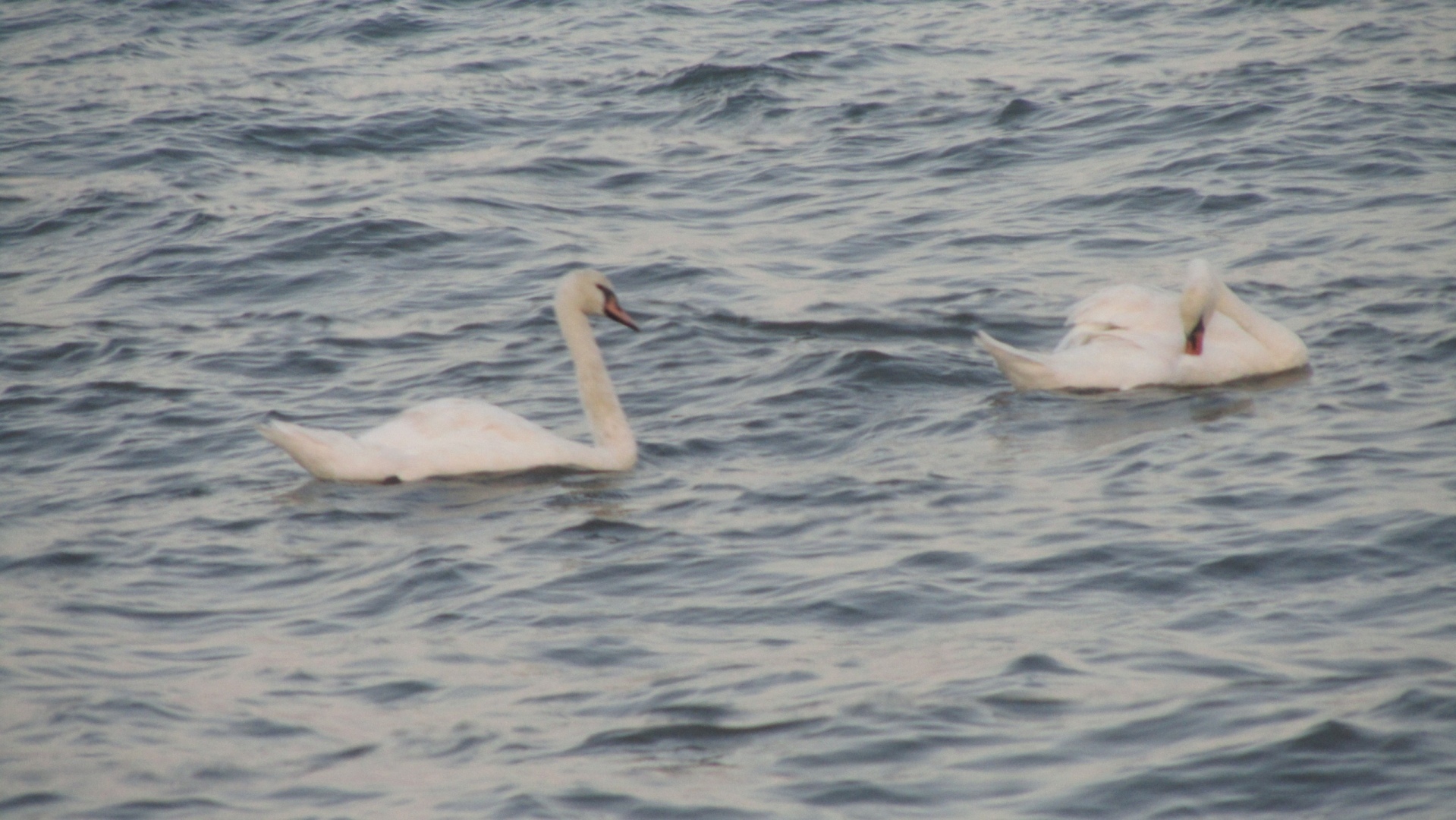 Четвероногие и крылатые друзья: мои удивительные встречи