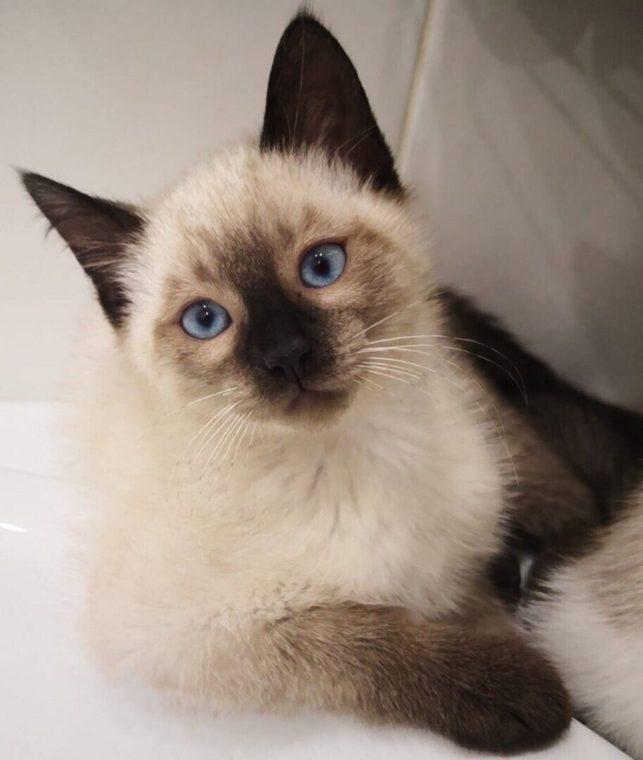 Правда, что среди животных есть пушистые лекари?