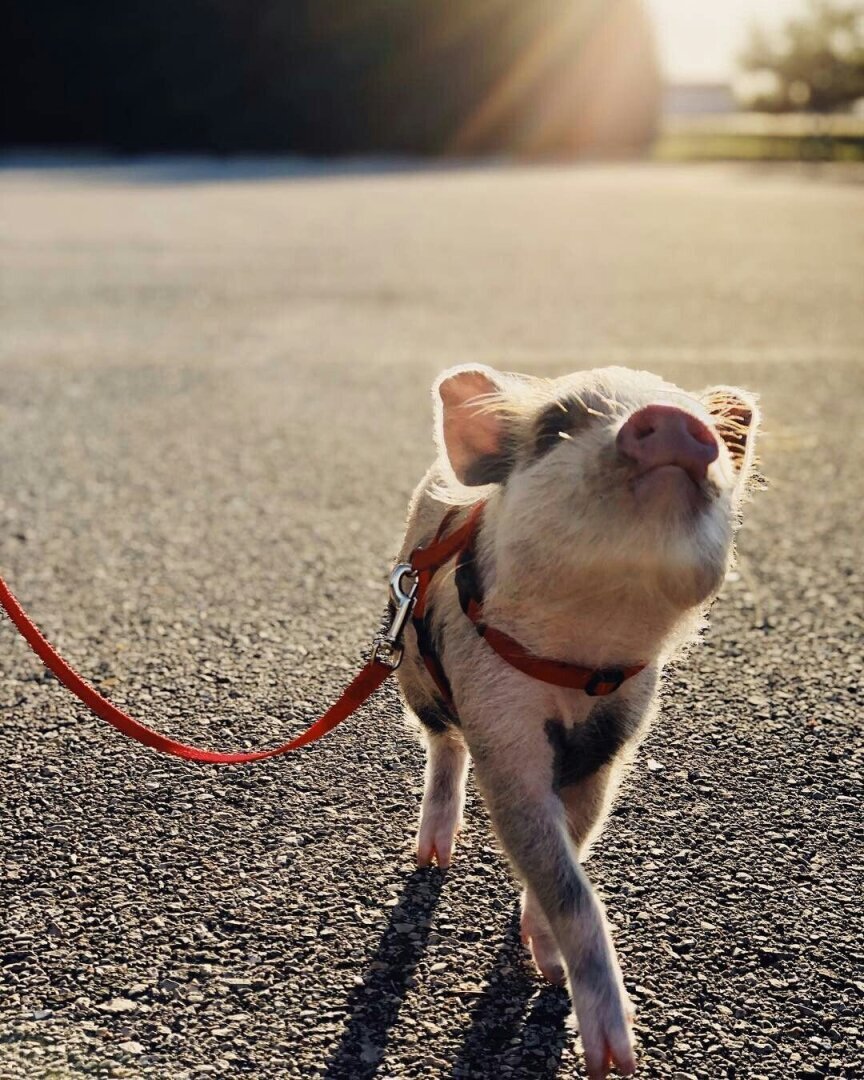 Четвероногие и крылатые друзья: мои удивительные встречи