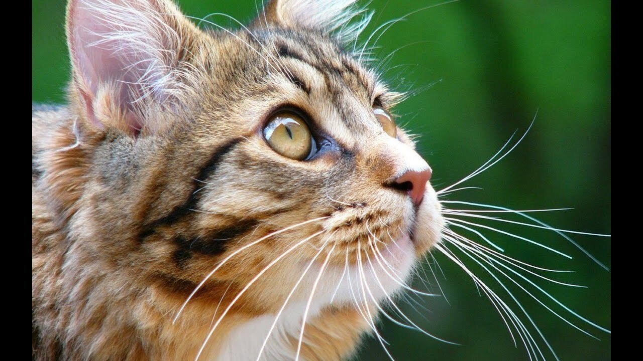 Некоторые истории про кошек. Коты и кошки у нас дома.