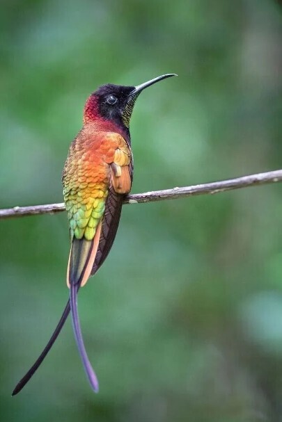 Точно птенец?