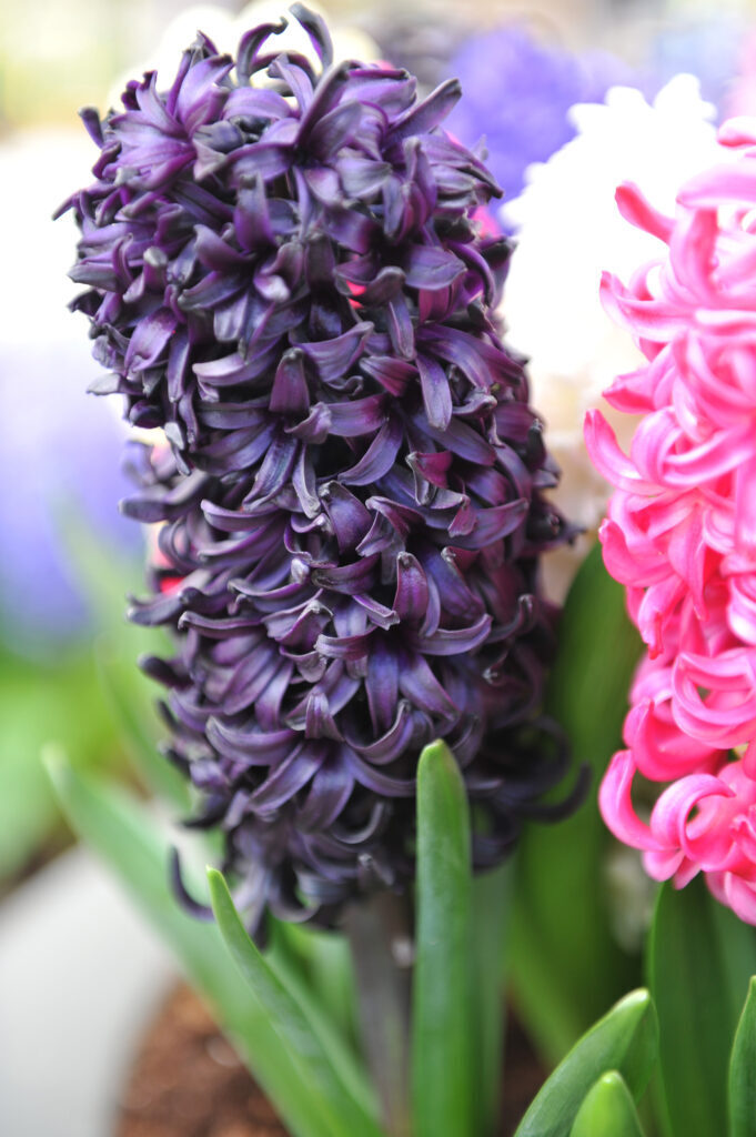 Черных весенние цветы.