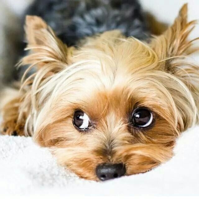 "Семь советов по обучению и дрессировке Йоркширского терьера"