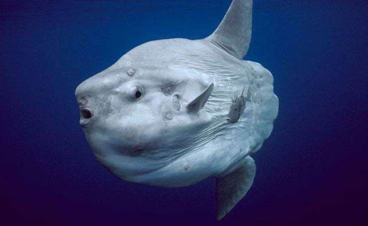 Рыба-луна. А вы знали про такую?