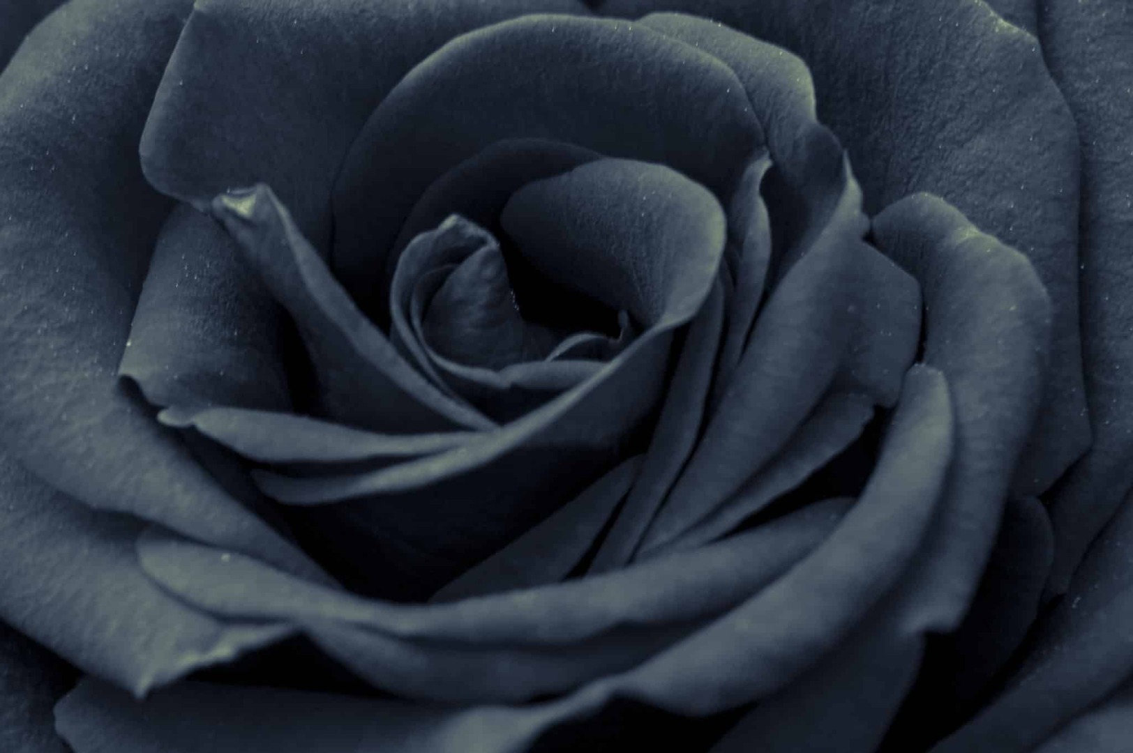 Черных весенние цветы.