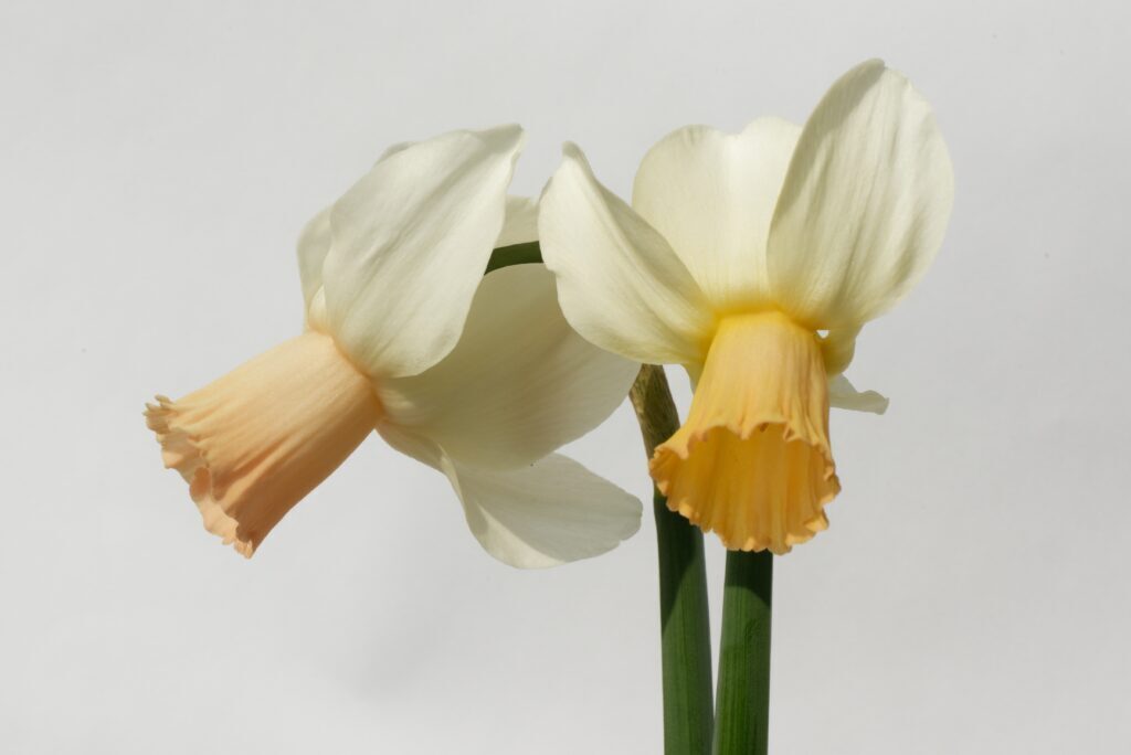 Когда цветут нарциссы.