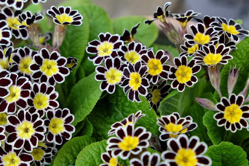 Черных весенние цветы.