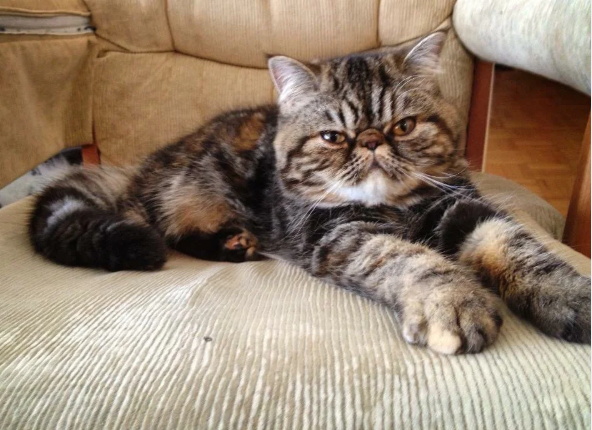 Пять интересных фактов о породе экзотических короткошерстных кошек: