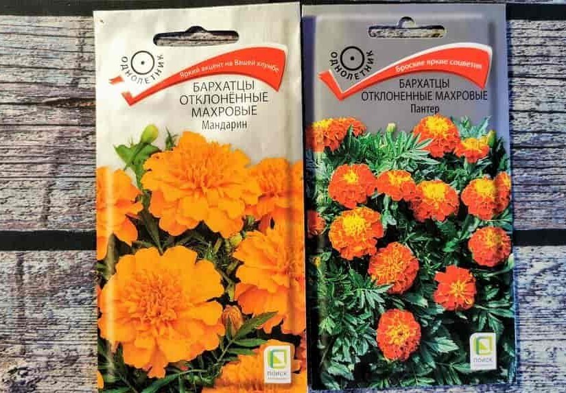 🌺🥀🌼Бархатцы на рассаду. Когда сеять бархатцы? Как сделать все правильно при посадке бархатцев? 🌻