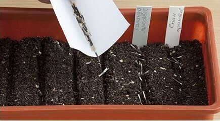 🌺🥀🌼Бархатцы на рассаду. Когда сеять бархатцы? Как сделать все правильно при посадке бархатцев? 🌻