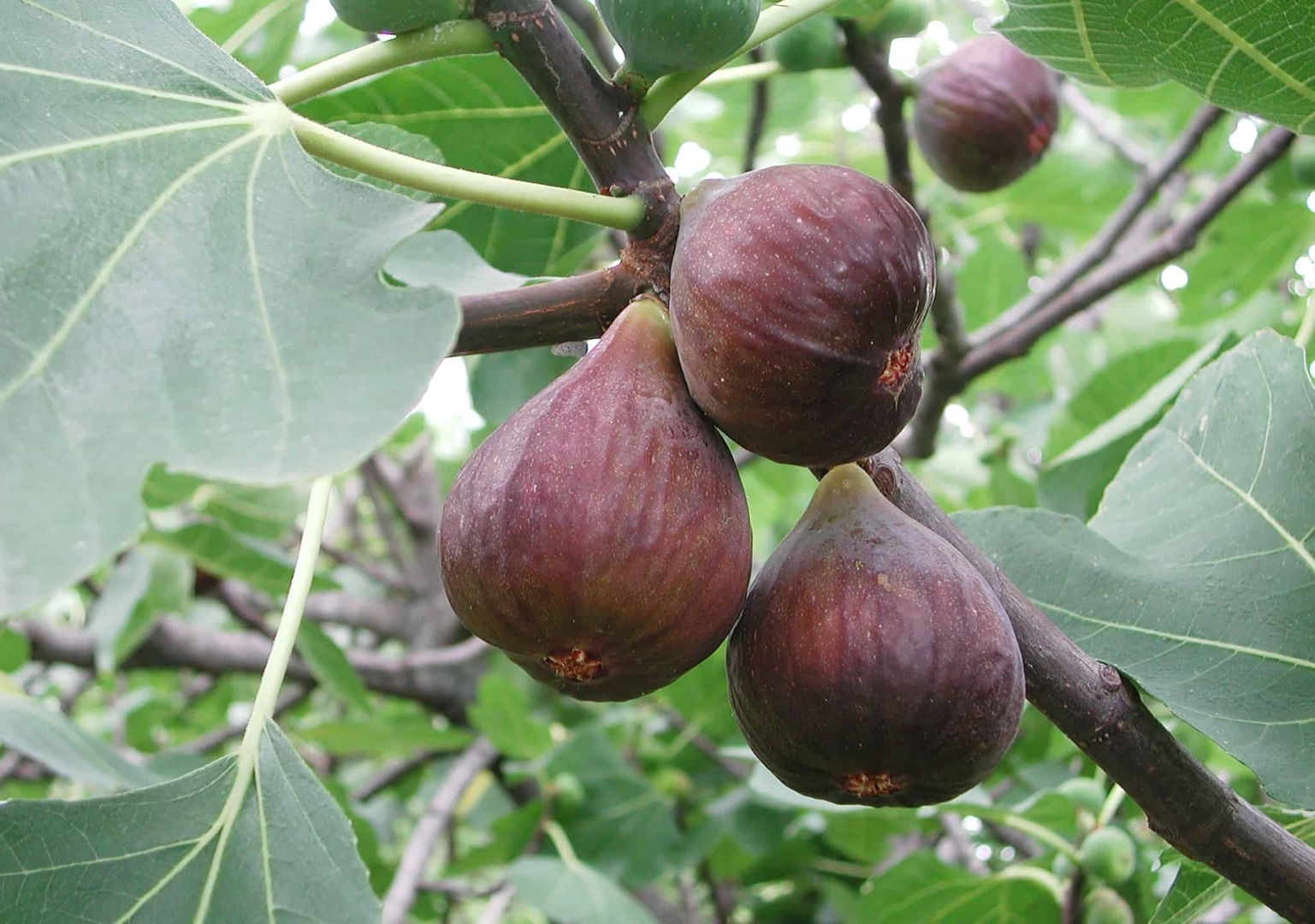 Фиговое дерево сканворд 5. Ficus carica дерево. Инжир. Смоковница. Сады смоковницы