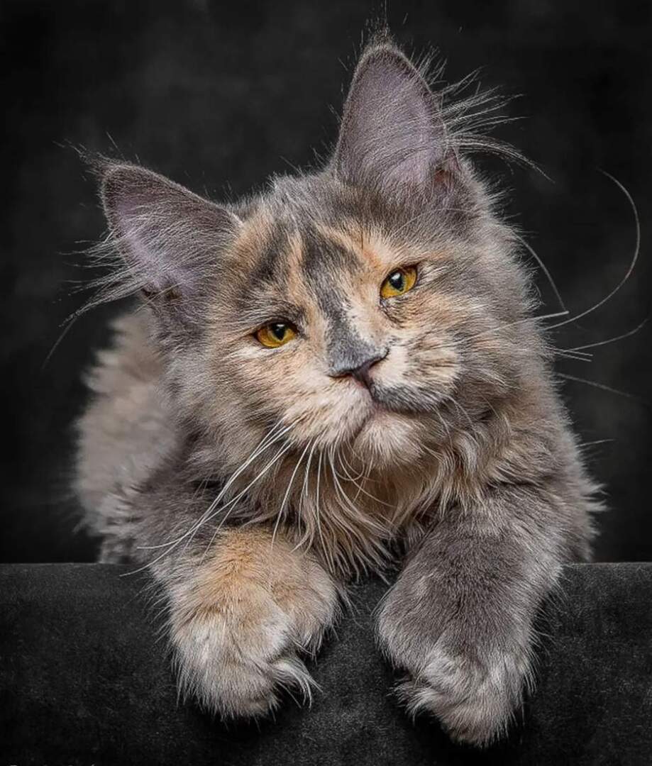 Почему черепаховые кошки почти всегда самочки