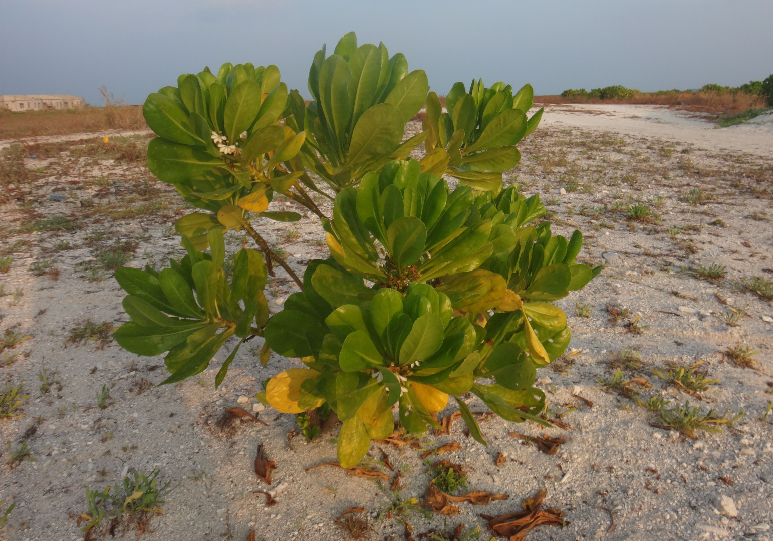 Мальдивы. Не забываемое посещение рыбацкого острова Thuladoo