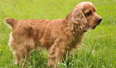 Какие породы собак подходят для жизни в городской квартире? 7 наиболее подходящие породы собак.