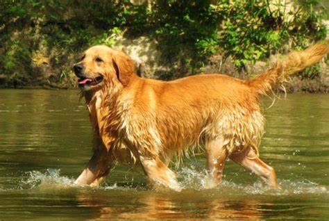 Какие породы собак подходят для жизни в городской квартире? 7 наиболее подходящие породы собак.