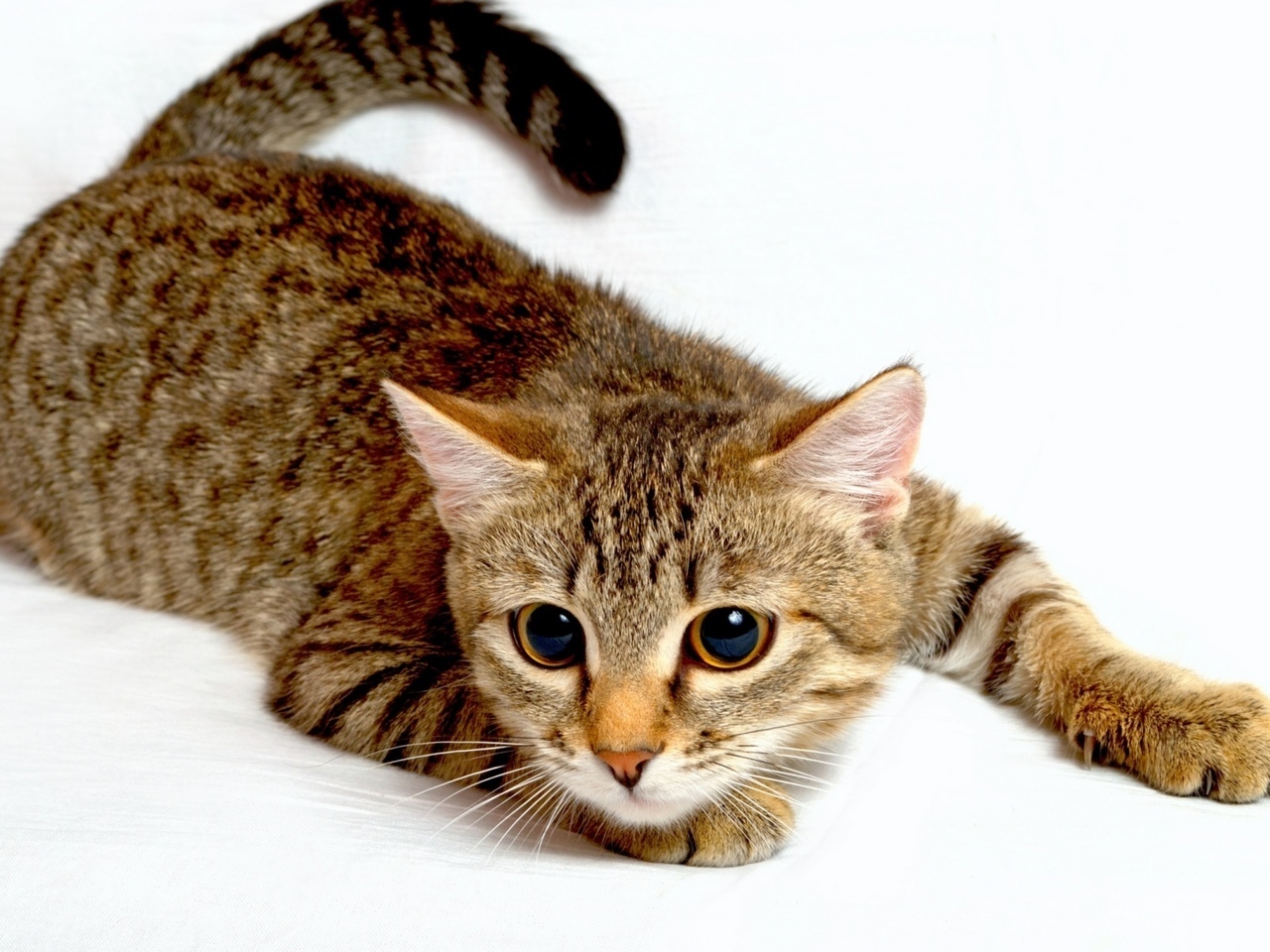 Истории про кошек и как назвать кота, если он серый.