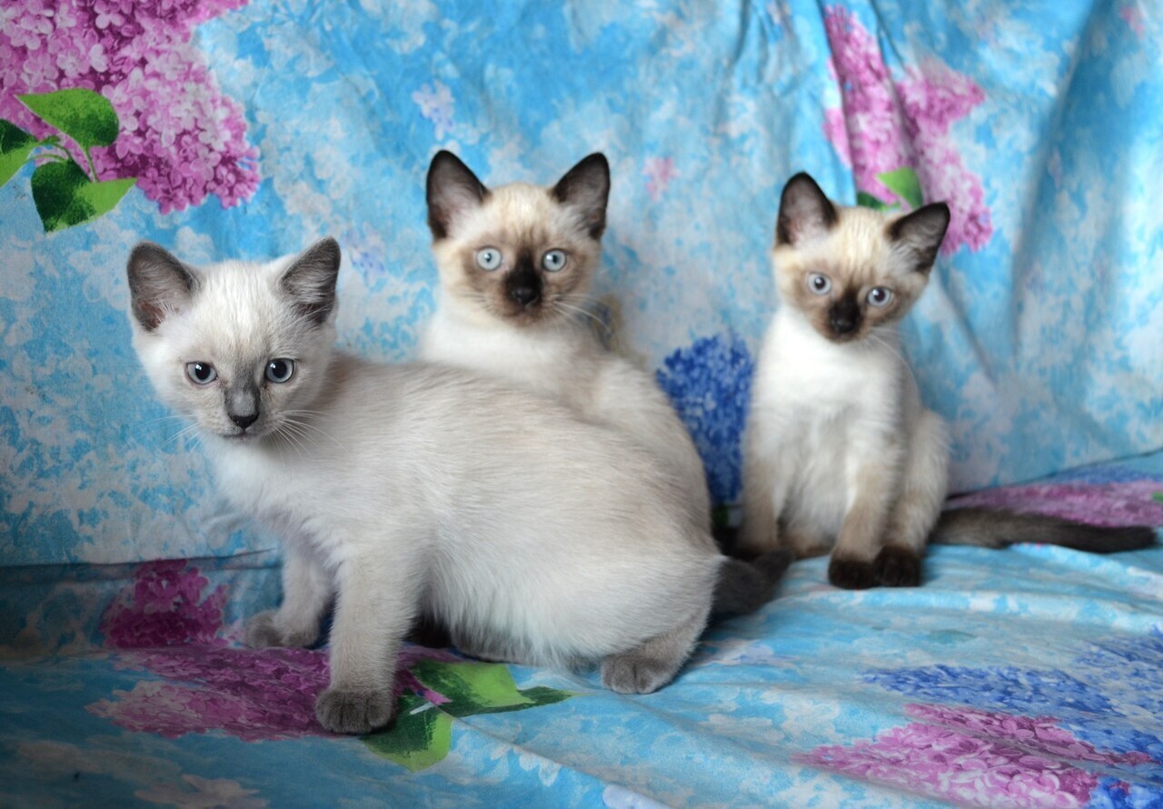 Истории про кошек и как назвать кота, если он серый.