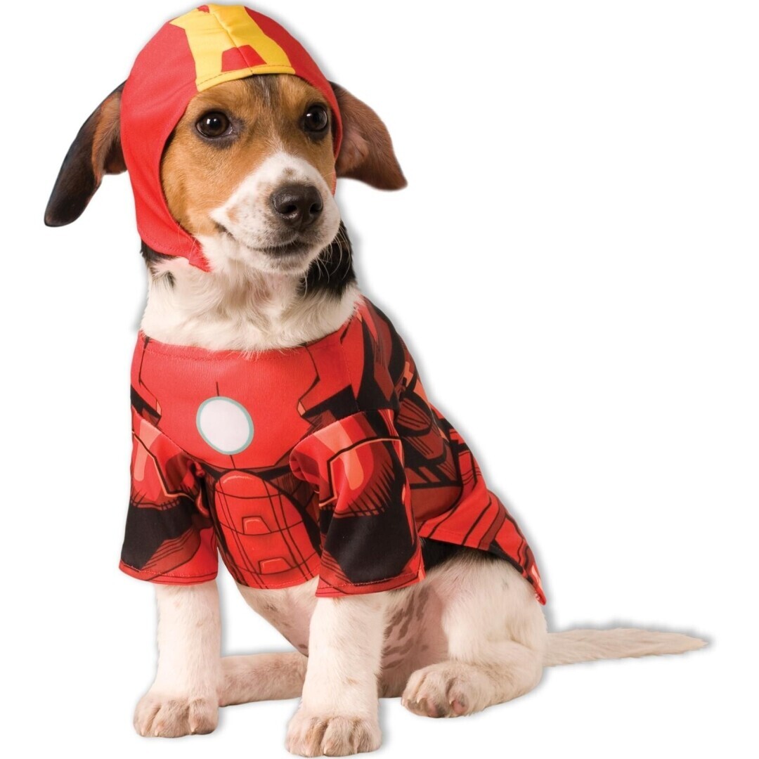 Как хозяину выгуливать свою собаку. Маленькие и большие собаки должны гулять.