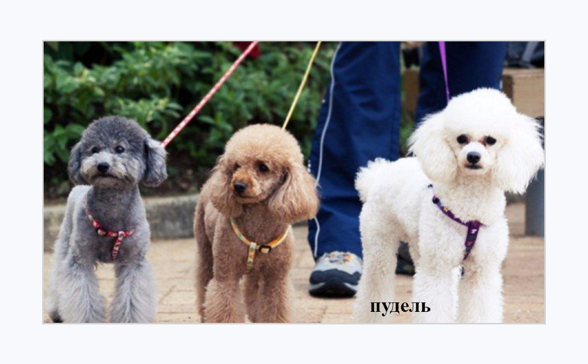 Какие породы собак подходят для жизни в городской квартире? 7 наиболее подходящие породы собак.