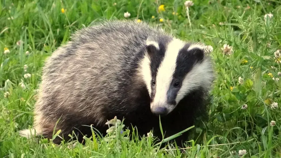 Барсучьи туннели останавливают движение на голландских железных дорогах