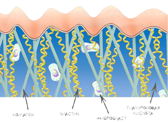 🧬Что такое коллаген? Для чего коллаген организму? Нужно ли пить коллаген для кожи и суставов?💊🔬