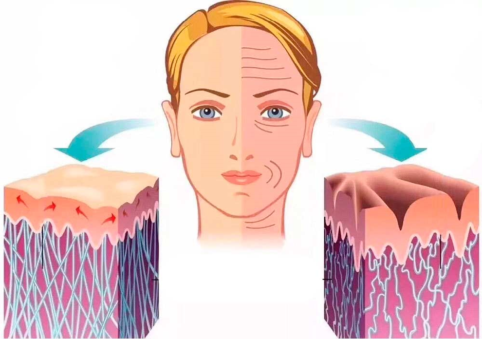 🧬Что такое коллаген? Для чего коллаген организму? Нужно ли пить коллаген для кожи и суставов?💊🔬
