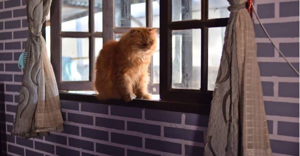 Почему кошки всегда приземляются на лапы.