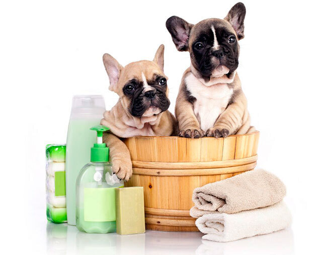 Французские бульдоги: очаровательные компаньоны