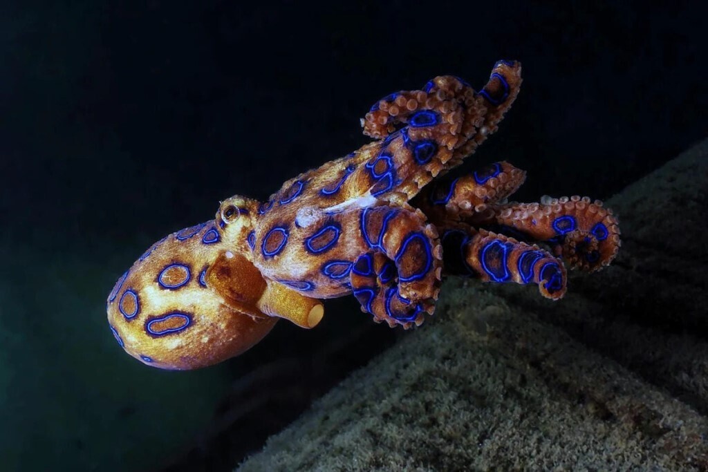 Самые жуткие морские обитатели