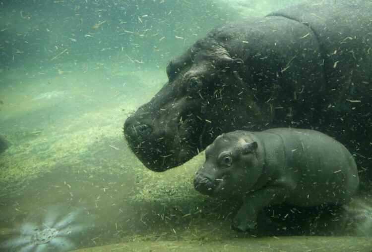 Интересное дикое животное бегемот.