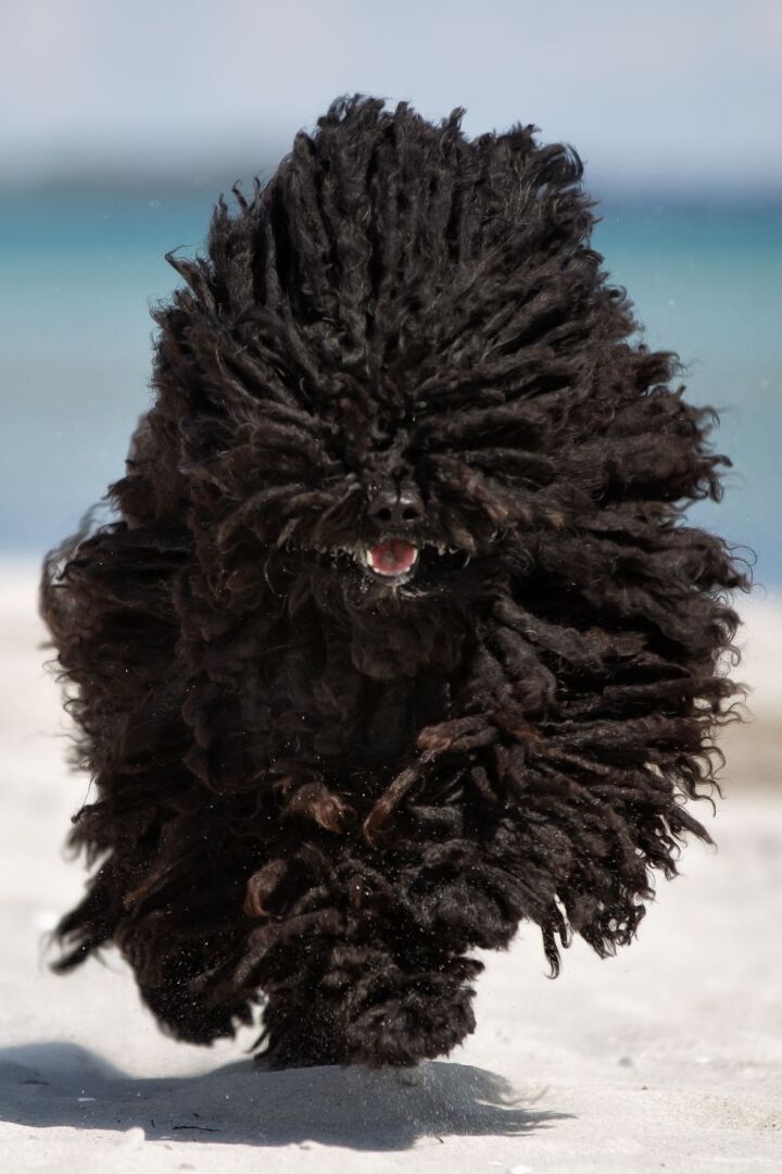 15 лучших пород сторожевых собак, которые обеспечат вам максимальную безопасность