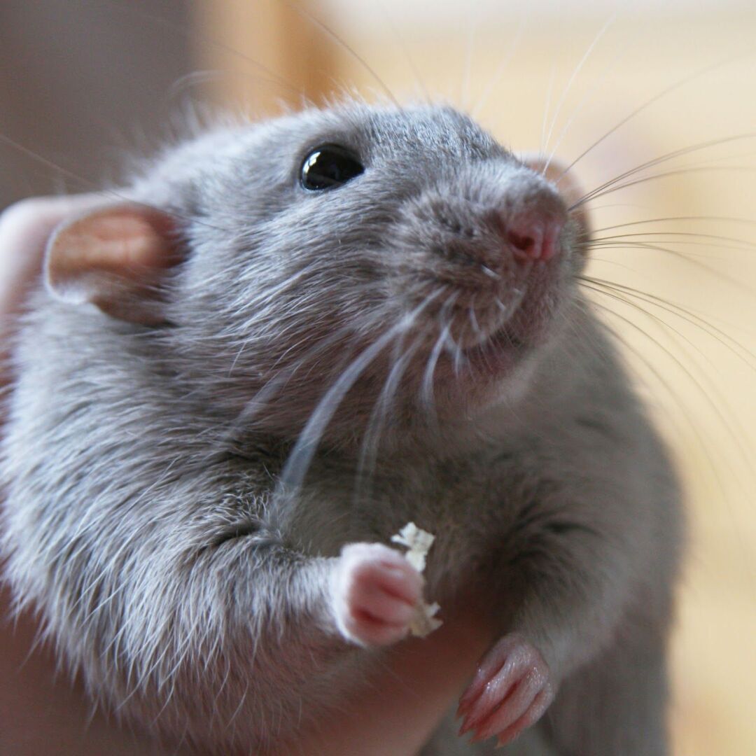 Сколько живут грызуны, такие как крысы.