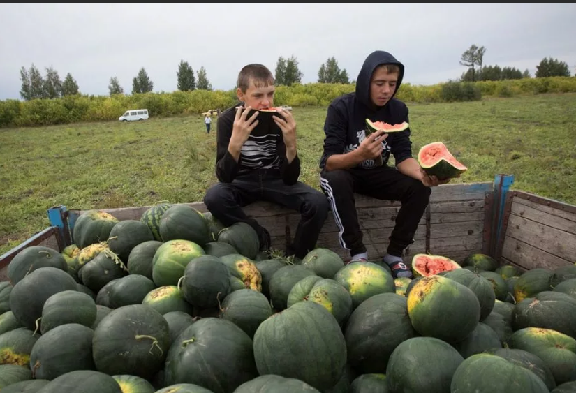 Погода омская черлакский татарка. Арбуз на бахче. Поле с арбузами. Быковские арбузы. Арбузное поле бахча.