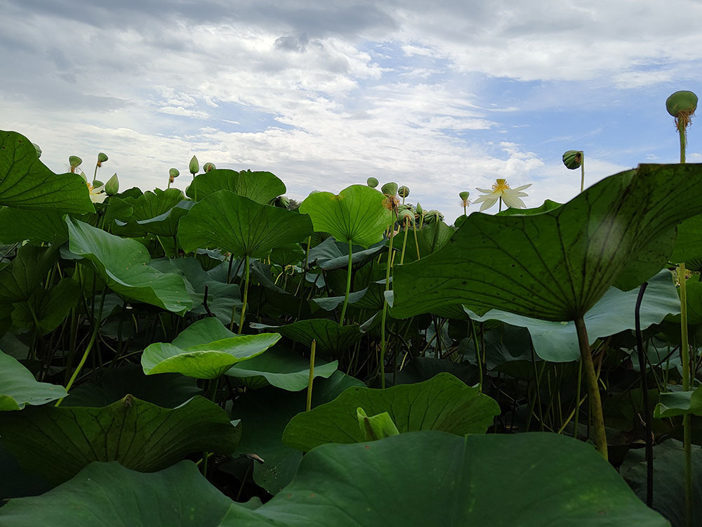 Лотос. Где посмотреть как цветут лотосы в Краснодарском крае?