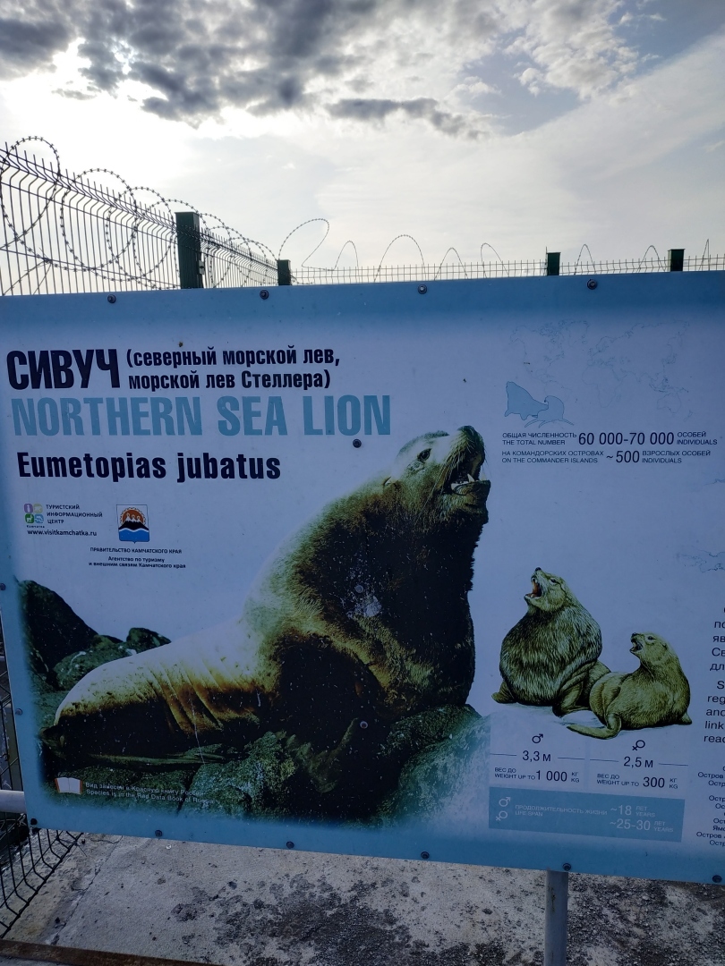 Камчатка рулит и рычит