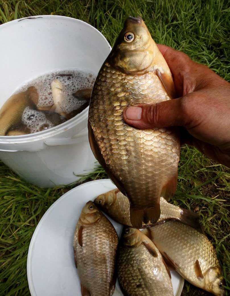 Как удачно поймать карася?