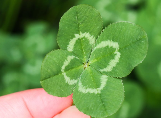 Как найти четырехлистный клевер ?