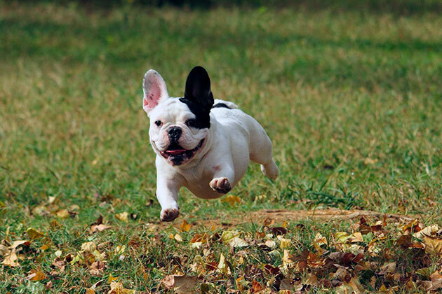 Французские бульдоги: очаровательные компаньоны