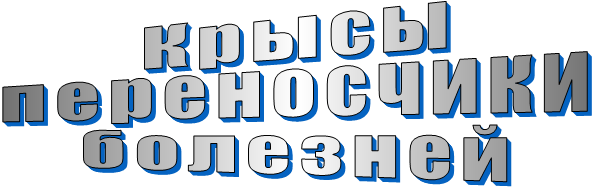 Сколько живут грызуны, такие как крысы.