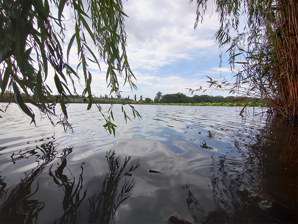 Лотос. Где посмотреть как цветут лотосы в Краснодарском крае?