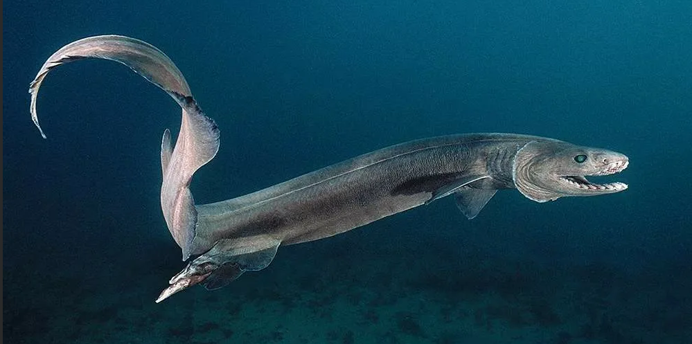 Самые жуткие морские обитатели