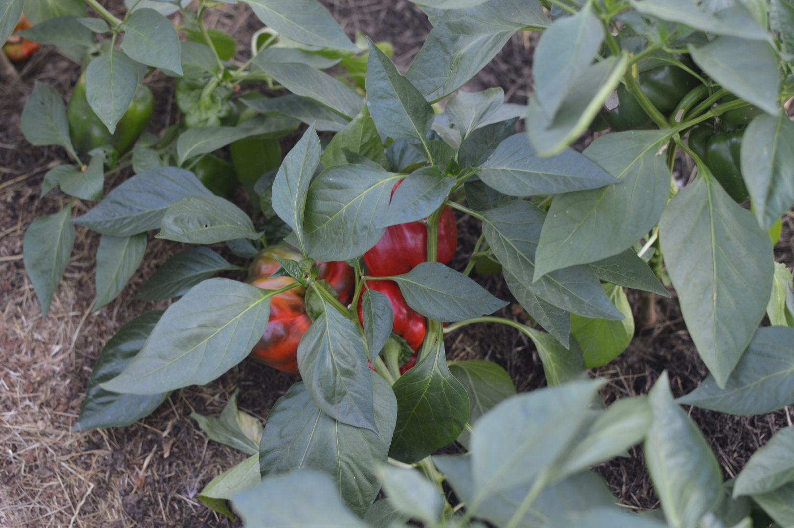 Выбираем сорта сладкого перца. Урожайный сорт с отличными вкусовыми качествами.