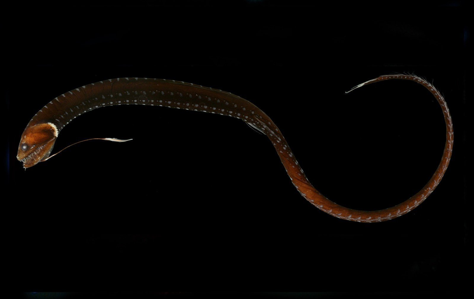 Самые жуткие морские обитатели